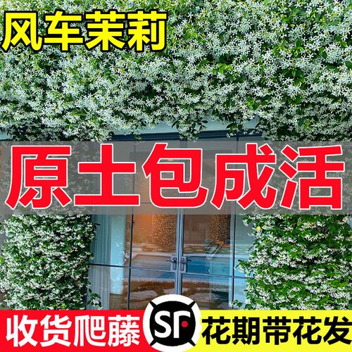 风车茉莉盆栽懒好养络石藤垂丝爬藤花卉耐寒阳台盆栽植物四季开花