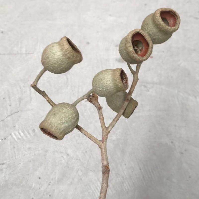 天然植物干花 钟果 一口钟 插花软装 工艺品配件