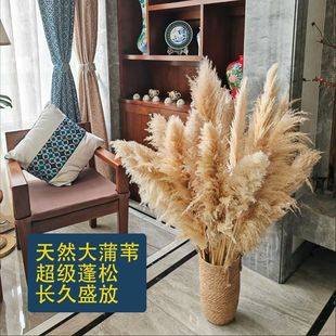 天然蒲苇干花束插花橱窗装饰婚庆花艺造景芦苇草花落地摆件