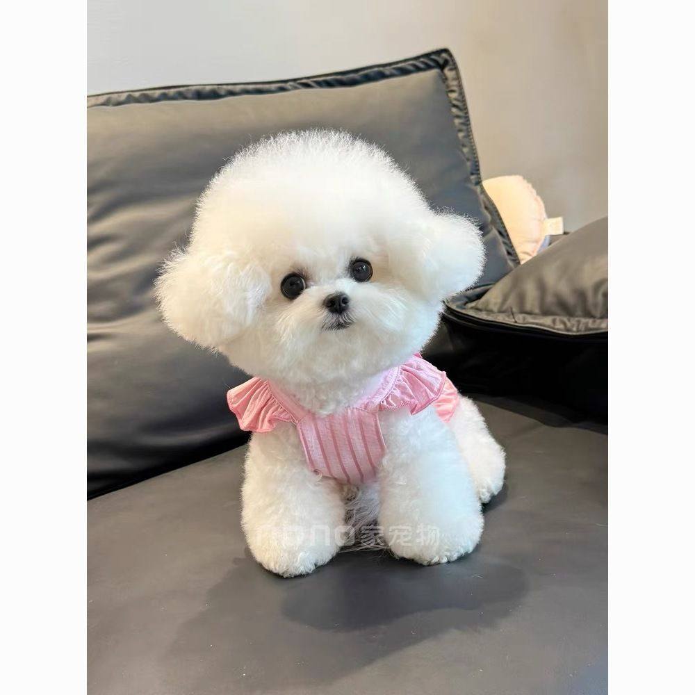 小狗狗衣服夏季薄款条纹大蝴蝶结飞袖吊带裙宠物比熊泰迪猫咪,宠物/宠物食品及用品,狗宠物服装/雨衣,淘宝优惠券,粉丝福利购,淘宝优惠卷