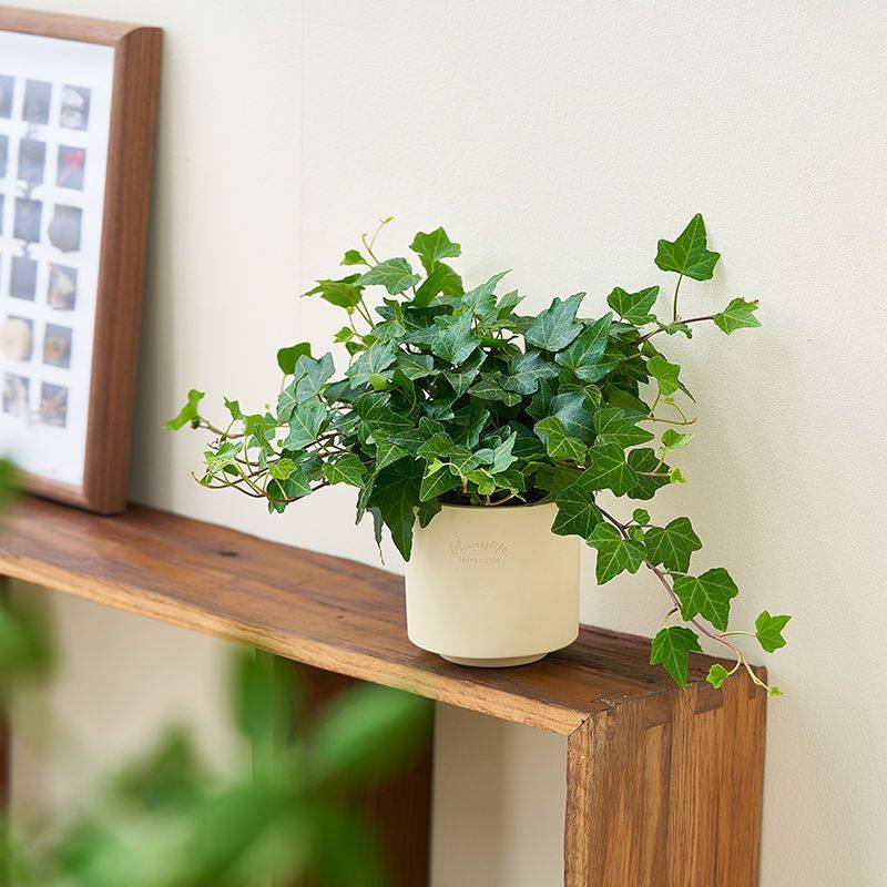 常春藤垂吊爬藤植物家居摆件办公室内客厅桌面绿植花卉盆栽净化空,鲜花速递/花卉仿真/绿植园艺,绿植,淘宝优惠券,粉丝福利购,淘宝优惠卷
