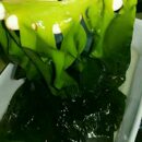 新款 袋才嫩芽火锅真空袋秒裙带菜大连苗烫 其它三海带串好食包装