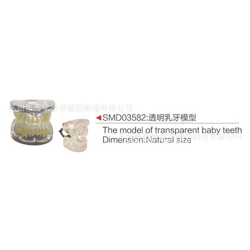 SMD03582透明乳牙模型