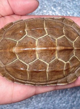 壳通宝乌龟文玩摆件铜钱摇卦起卦完整六爻乾清隆甲车挂天然草龟真