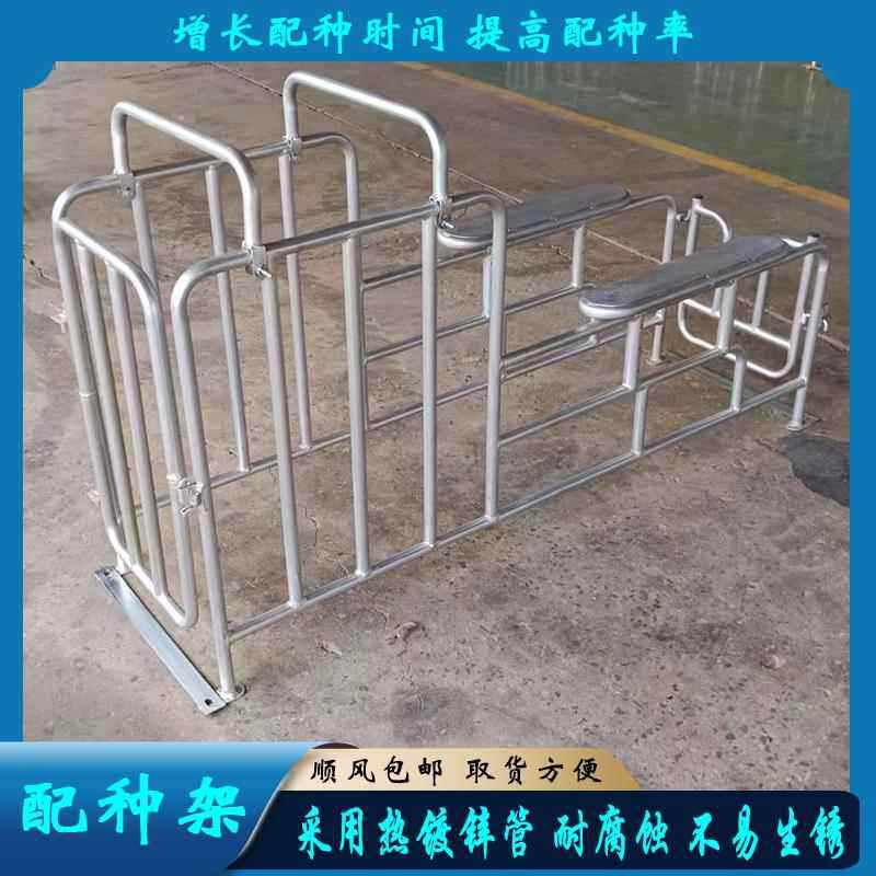 母猪配种架配猪架子采用热镀锌管耐腐蚀不易生锈直发现货供应