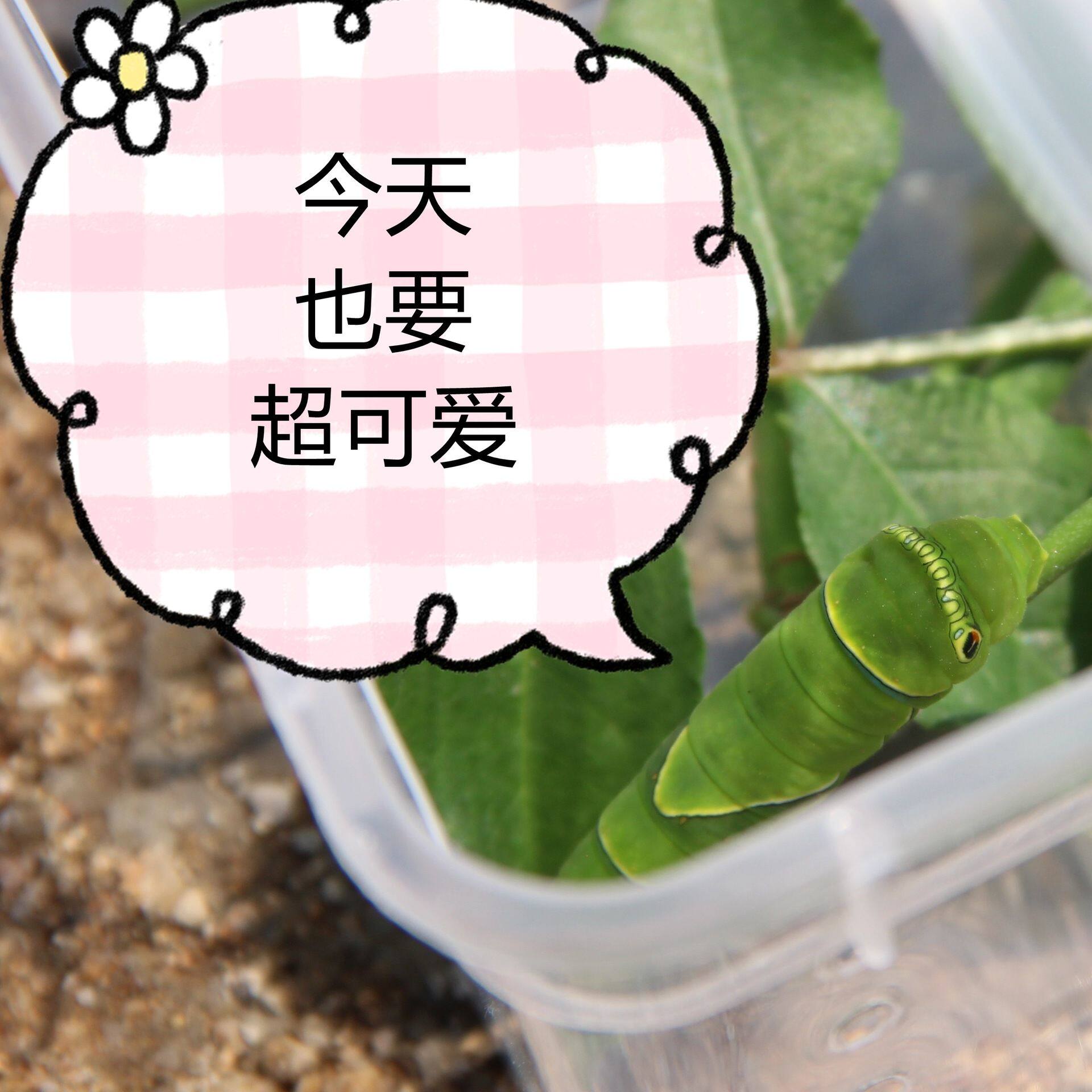 蝴蝶幼虫蝴蝶宝宝毛毛虫饲养家庭蝴蝶养殖蝴蝶观察科普活蝴蝶宠物