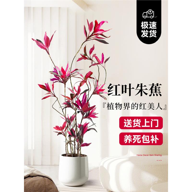 红叶朱蕉盆栽大型绿植办公室内客厅落地式真花吸甲醛旺宅四季常青