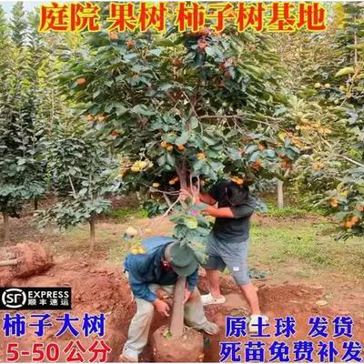 柿子苗树太秋脆甜磨盘火晶