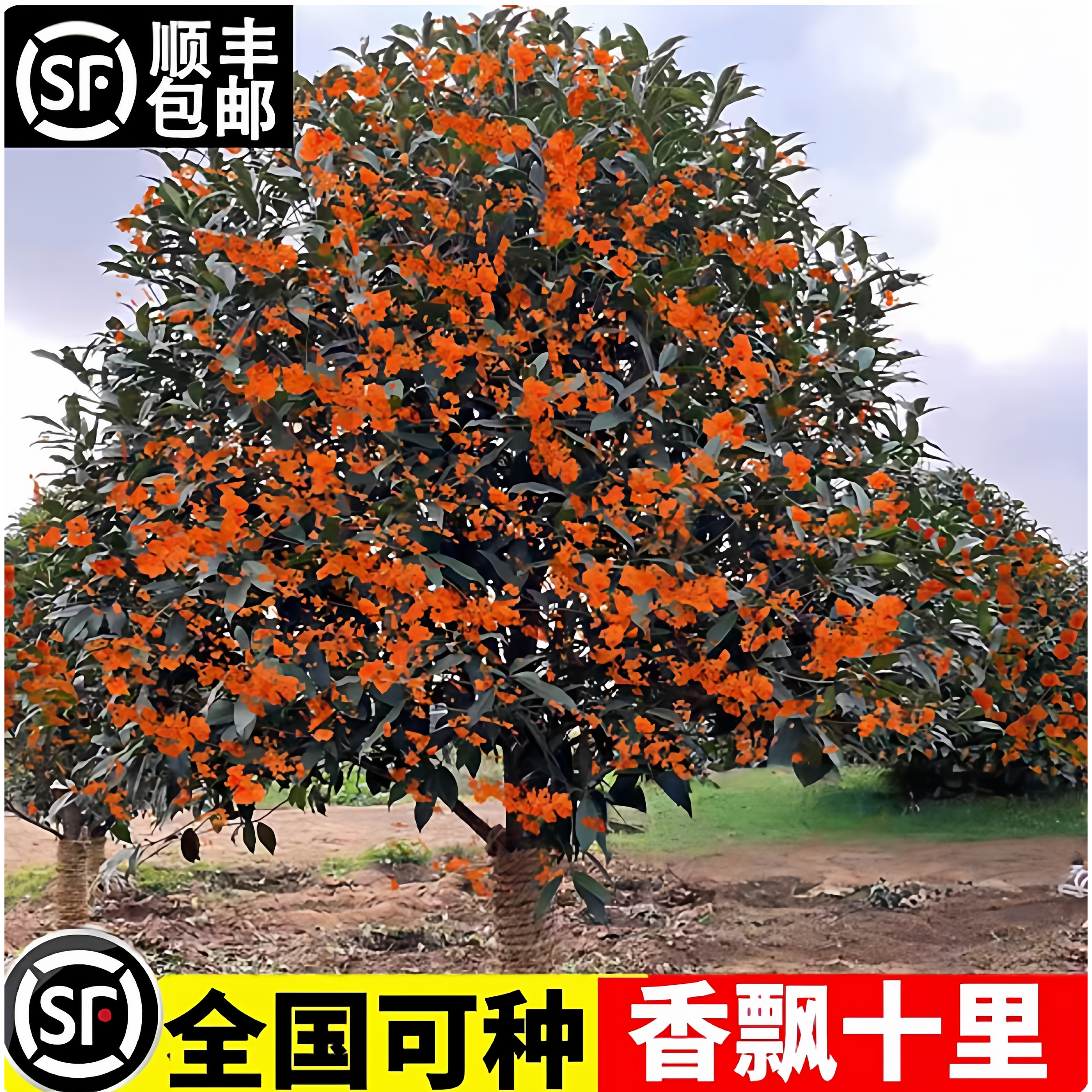 桂花树苗庭院地栽金丹原生