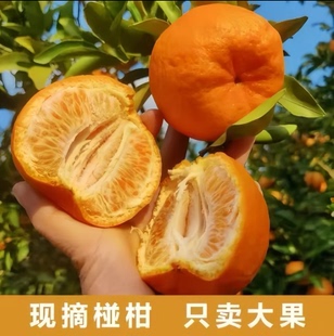 【下单立减50】(果大更甜)四川椪柑高山老树椪柑芦柑孕妇水果