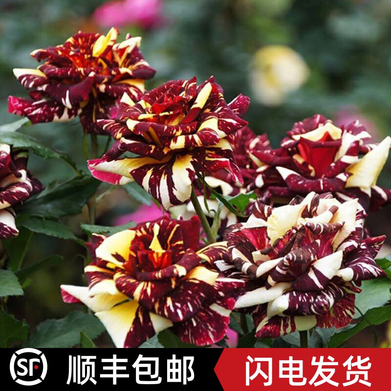 【流星雨】月季花苗浓香玫瑰室内外阳台观花绿P植四季花卉植物带