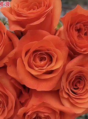新品橙色波浪月季灌木大花庭院阳台盆栽四季开花切花玫瑰