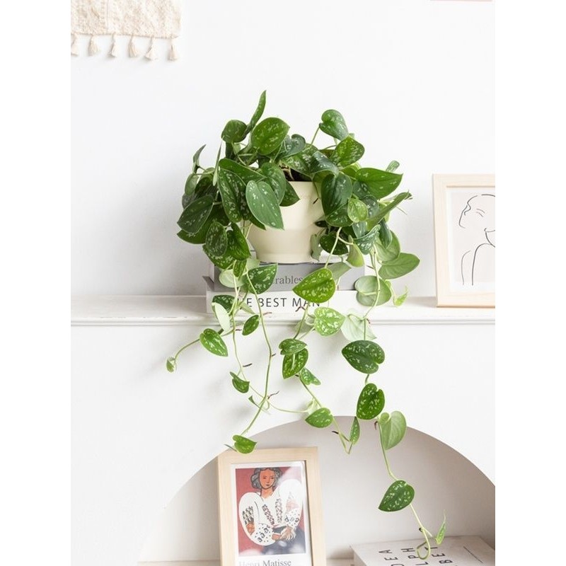 小叶银斑葛盆栽花叶绿萝常绿植物室内桌面垂吊长藤观叶植物吸甲醛,家居饰品,仿真植物盆景,淘宝优惠券,粉丝福利购,淘宝优惠卷