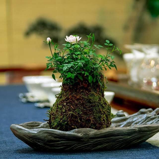 姬月季蔷薇四季开花苔藓球盆栽苔玉微盆景微型日本迷你花卉植物,鲜花速递/花卉仿真/绿植园艺,造型盆景,淘宝优惠券,粉丝福利购,淘宝优惠卷
