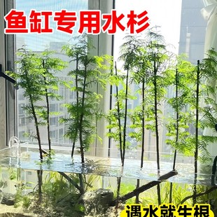 水杉水培鱼缸造景溪流缸水杉盆栽盆景鱼池水生植物绿植水草室内外