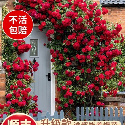 蔷薇花苗藤本月季墙微花树庭院爬藤植物花卉盆栽阳台玫瑰四季开花
