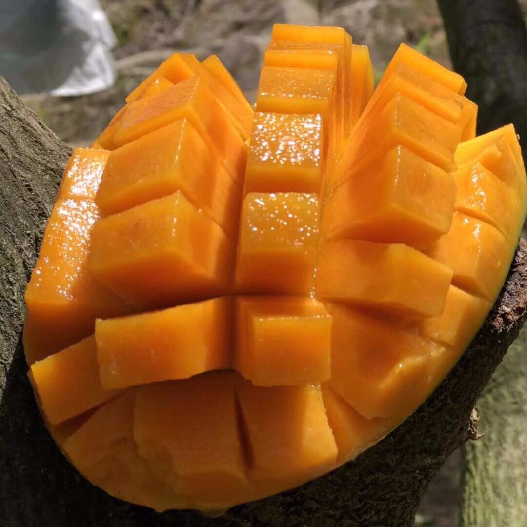 【下单立减50】四川攀枝花凯特芒果应当季水果芒果凯特芒