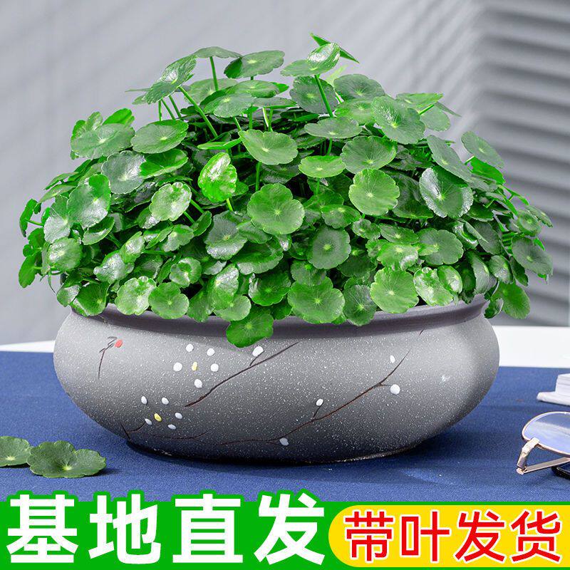 铜钱草水培盆栽客厅阳台绿植水养金钱草净化空气桌面植物好养花卉
