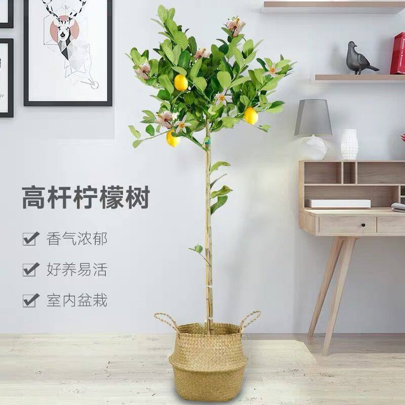 四季结果柠檬树盆栽包邮阳台带果花苞树苗庭院植物水果树绿植室内