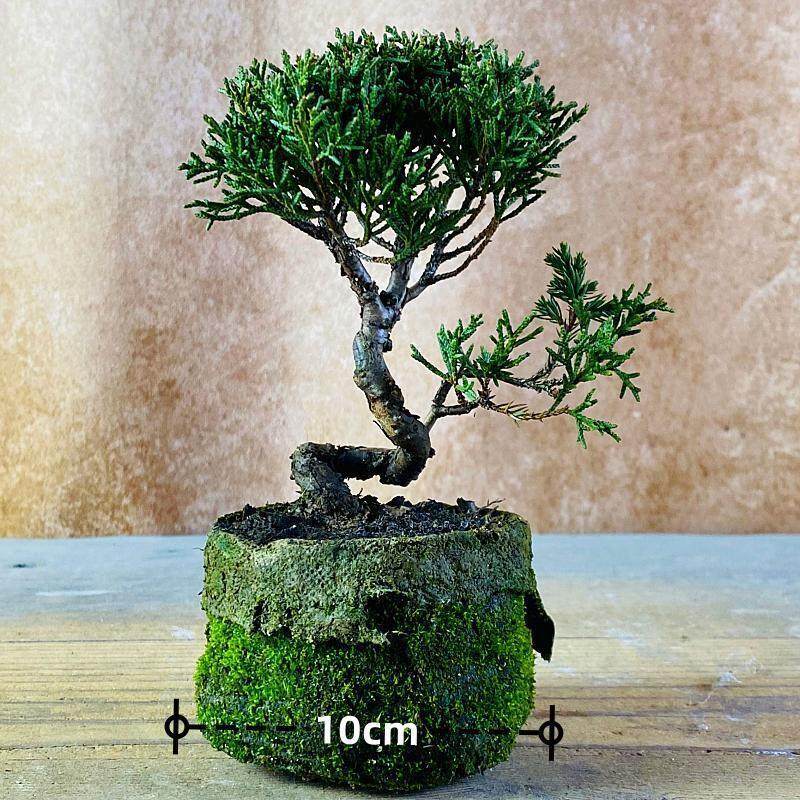 基地直销一物一怕济州真柏盆景室内植物盆栽客厅办公室阳台摆件