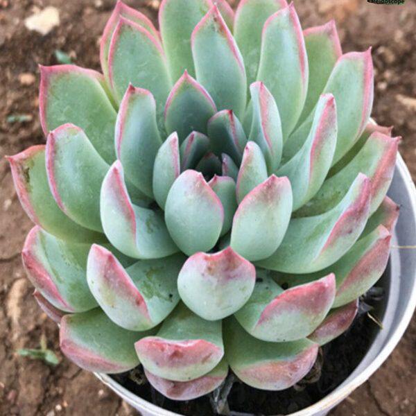座养莲花燕防辐射萌阳台基露雨  多肉植物物云南新手室内地科