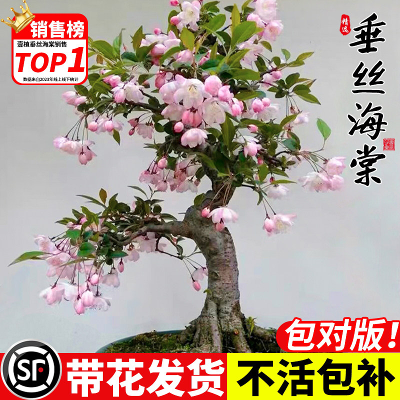 垂丝海棠花盆栽树苗老桩四季开花卉植物室内庭院阳台好养花卉,鲜花速递/花卉仿真/绿植园艺,绣球/木绣球/木本植物,淘宝优惠券,粉丝福利购,淘宝优惠卷