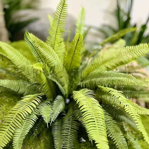 蕨类植物马醉木造景绿植假波斯草摆设网红拍摄道具家居装饰