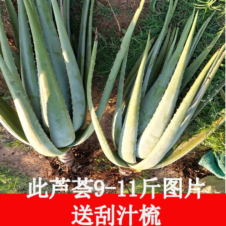 美容院库拉索芦荟美容店用灌肤补水纳豆牛奶盆栽多肉植物,鲜花速递/花卉仿真/绿植园艺,红掌/凤梨/温室花卉,淘宝优惠券,粉丝福利购,淘宝优惠卷