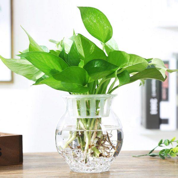 简约透明清新玻璃花瓶绿萝花盆室内摆件水培水养植物容器器皿鱼缸,鲜花速递/花卉仿真/绿植园艺,花瓶,淘宝优惠券,粉丝福利购,淘宝优惠卷