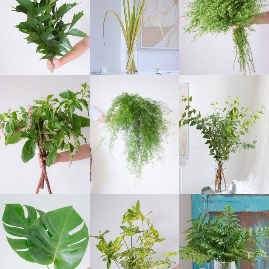鱼尾叶鲜花云南基地直发栀子叶配草配花水养鲜切花家用瓶插花绿植,鲜花速递/花卉仿真/绿植园艺,仿真绿植,淘宝优惠券,粉丝福利购,淘宝优惠卷