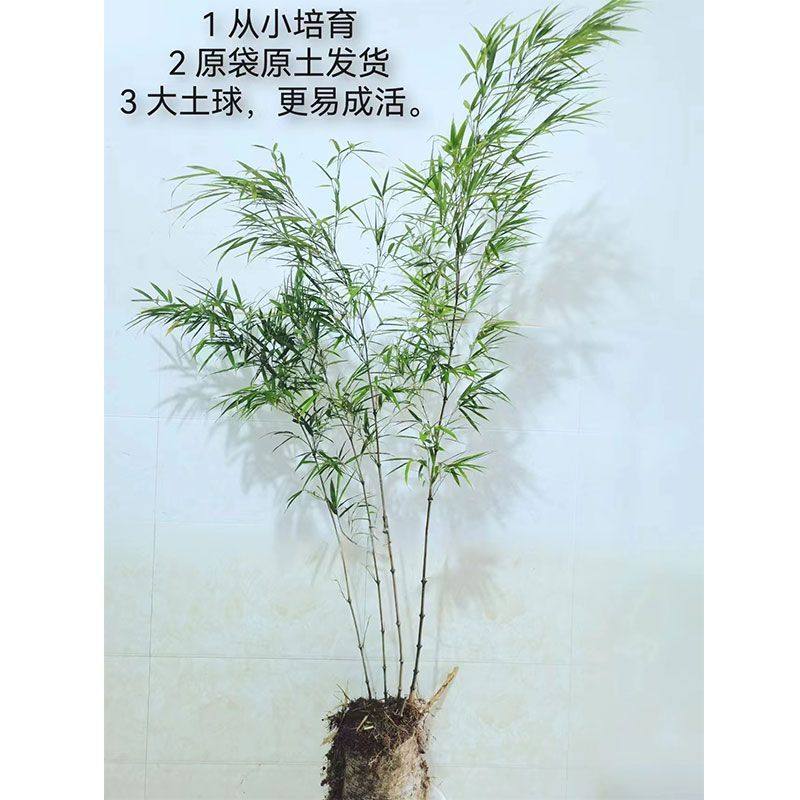 筇竹东坡竹子苗罗汉竹大小算盘盆栽室内外庭院绿植地栽,鲜花速递/花卉仿真/绿植园艺,造型盆景,淘宝优惠券,粉丝福利购,淘宝优惠卷