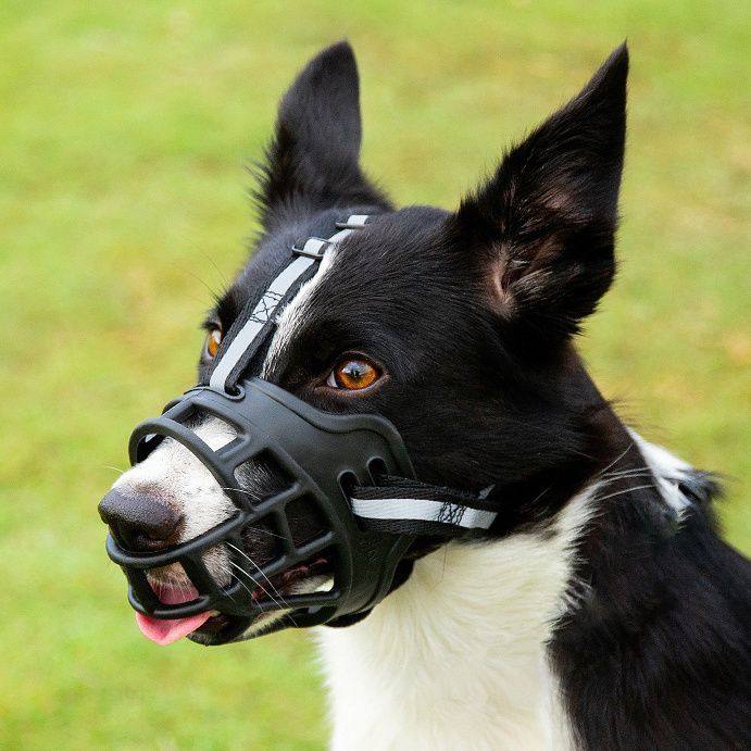狗狗嘴套防咬口罩防乱吃中大型犬马犬拉布拉多宠物防叫嘴巴套嘴罩,宠物/宠物食品及用品,嘴套,淘宝优惠券,粉丝福利购,淘宝优惠卷