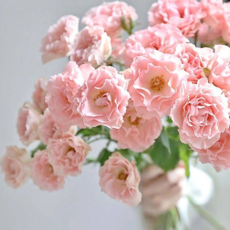 多头玫瑰鲜花大花束玫瑰花佰亩春花卉云南直发 花瓶水培,鲜花速递/花卉仿真/绿植园艺,花材,淘宝优惠券,粉丝福利购,淘宝优惠卷