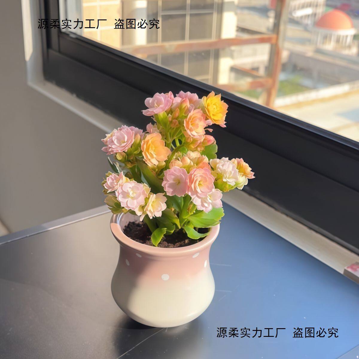 彩虹糖长寿花缤纷多彩花色带花苞开花多肉植物阳台绿植花卉盆栽