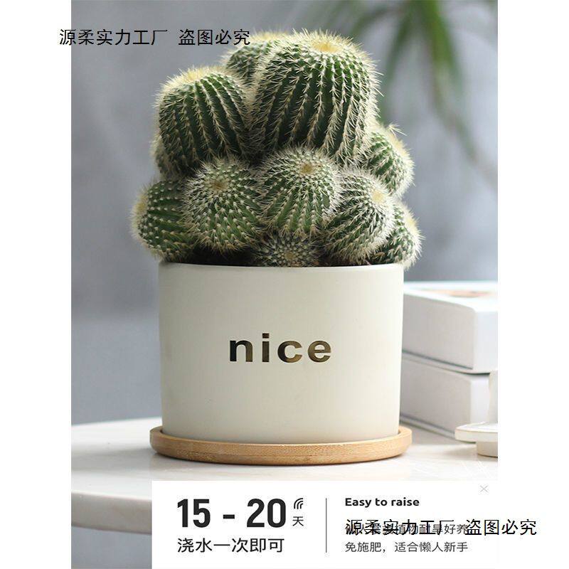 仙人掌小盆栽仙人球室内多肉电脑办公桌面绿植好养办公室金冠植物