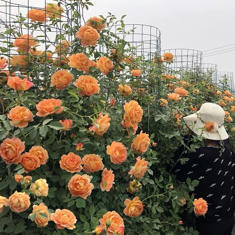 夏洛特夫人月季花苗盆栽藤本蔷薇花爬藤植物四季开花阳台庭院