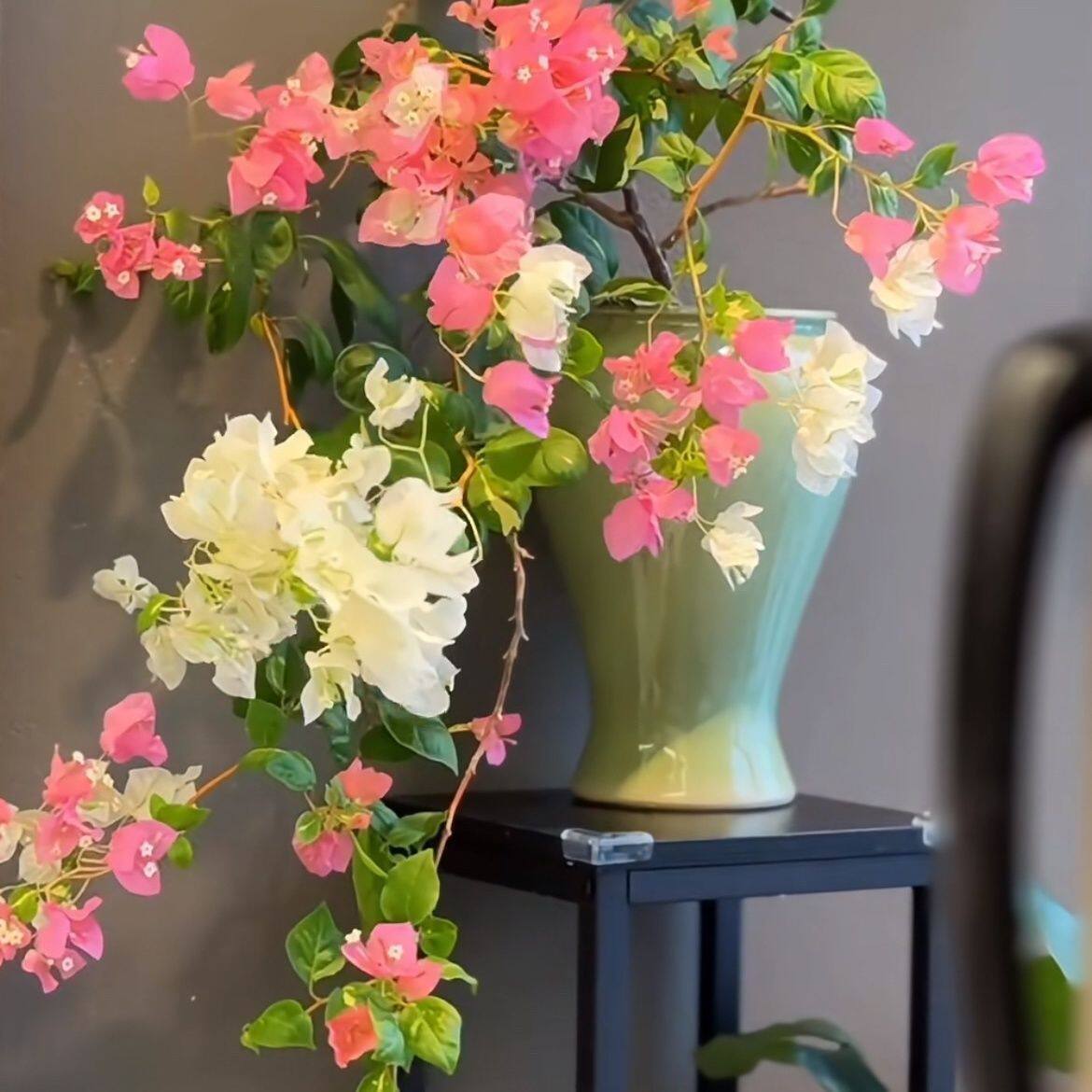 哪吒三角梅盆栽带花藤本带花苗庭院植物名贵花四季开花