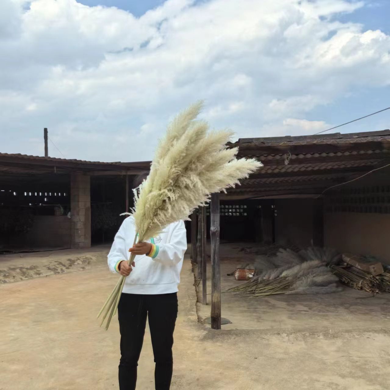 芦苇干花花束网红真花客厅摆设蒲苇大穗天然落地室内ins摆件永生