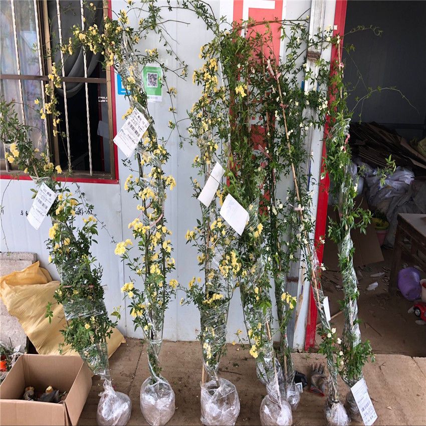 1.8米大苗黄木香花苗爬藤植物浓香四季红木香花苗庭院攀援