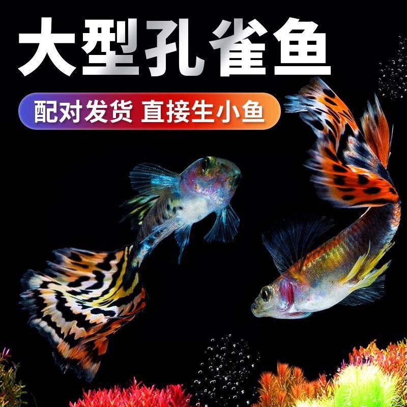 孔雀鱼活鱼苗热带观赏小鱼鱼缸淡水孔雀好养耐活鱼苗凤尾