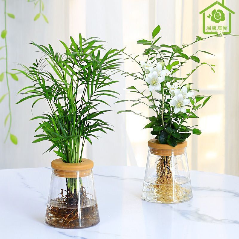 假绿植水培养植物绿萝虎皮兰春羽发财树室内养易活花卉四季盆栽
