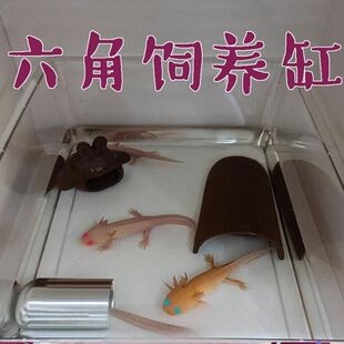 六角恐龙鱼的鱼缸缸家用蝾螈乌龟缸水陆两用美西螈缸客厅小型
