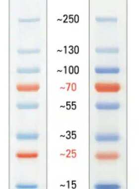 thermo 26619 26620 PageRuler Plus预染蛋白分子量标准（10 - 25