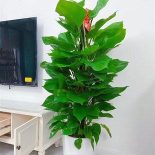 大型绿植室内客厅办公室盆栽大叶长藤绿萝柱除甲醛净化空气好养活