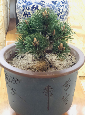 千寿丸盆景精品小苗五针松黑松短针嫁接苗正宗宫岛寸梢