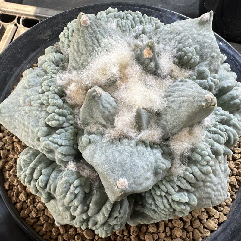 妍远仙园 怒涛牡丹小苗 岩牡丹属 实生开花稀有品种精品仙人球