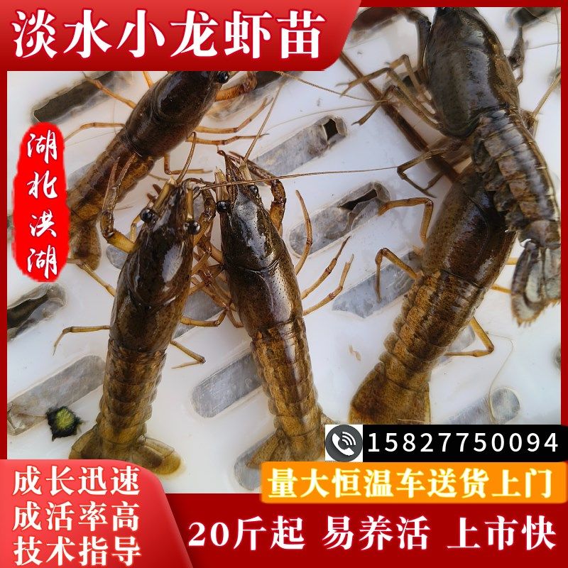 淡水小龙虾苗鲜活幼苗水产养殖培育种虾抱卵虾湖北洪湖红鳌虾种苗
