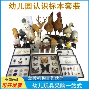 幼儿园科学发现室仪器儿童教学认识动植物标本昆虫类套装探究器材