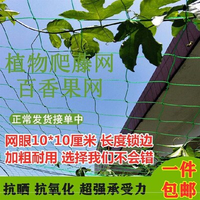 吊蔓绳蔓藤花架子院墙绳子瓜棚爬藤蔬菜。月季爬藤网瓜架围栏网