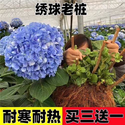 绣球花苗盆栽老桩绿植无尽夏四季开花绣球花树苗重瓣耐寒大花好养